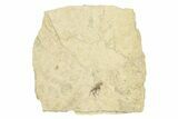 Detailed Fossil March Fly (Bibionidae) - France #254191-1